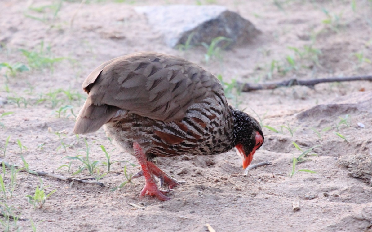 Red-necked Spurfowl - ML310803471