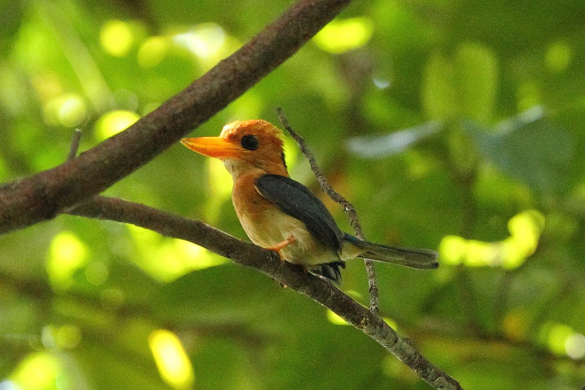 Yellow-billed Kingfisher - ML310813481
