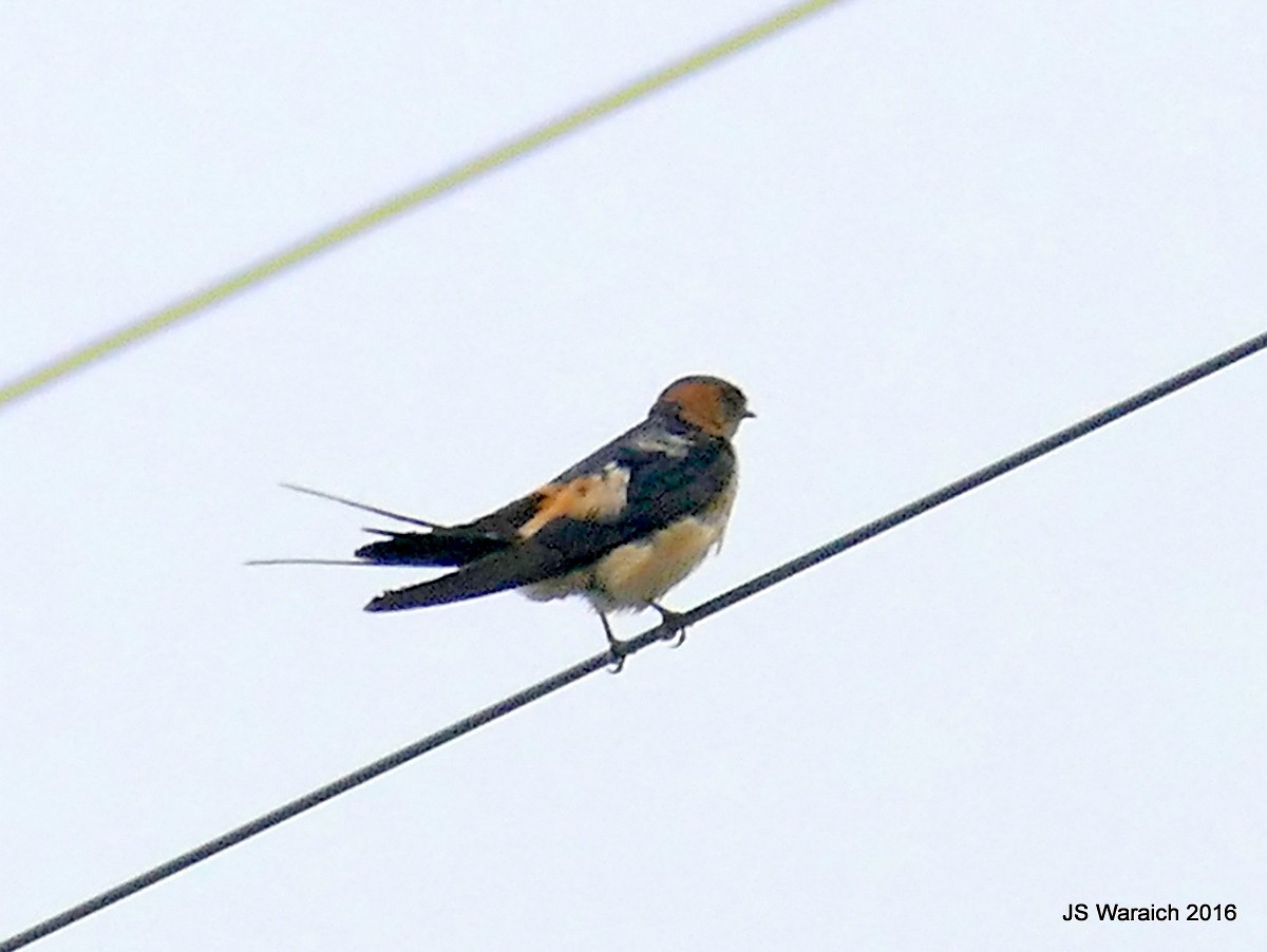 Red-rumped Swallow - ML31081381