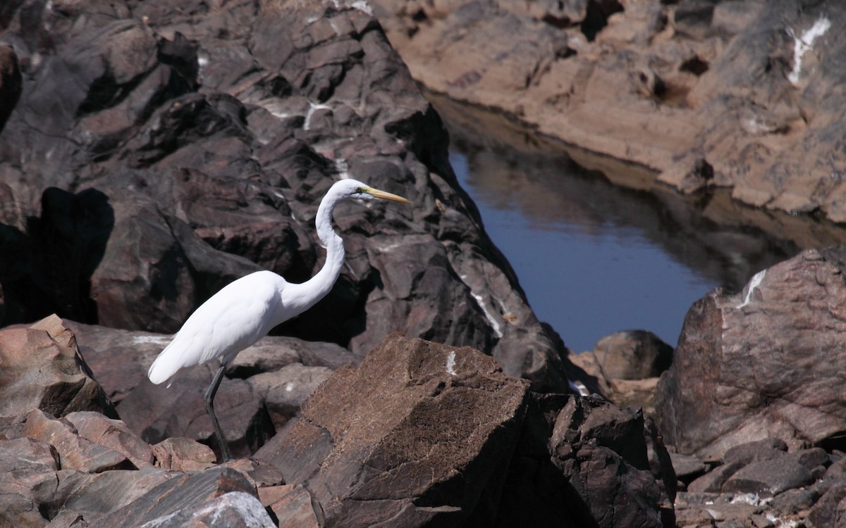 Great Egret - Eero Rasi