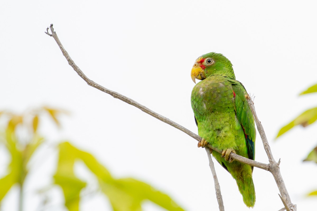 Yellow-lored Parrot - ML310818721
