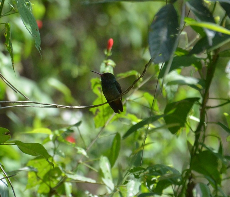 Rufous-tailed Hummingbird - Willeke and Frits Bosveld - van Rijn