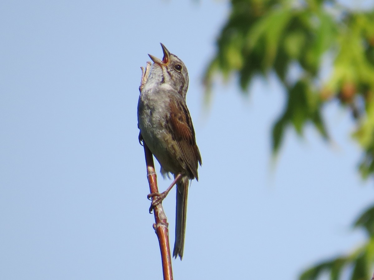 Swamp Sparrow - ML31082441