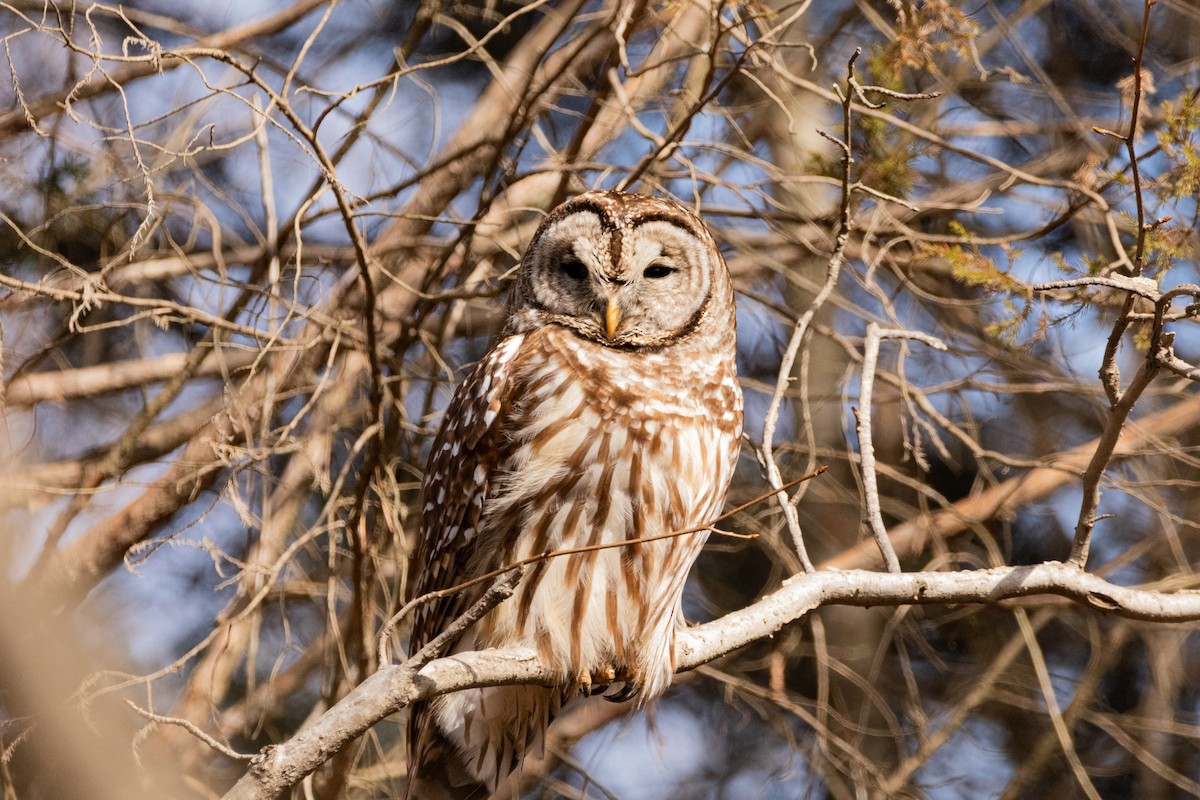 Barred Owl - ML310825921
