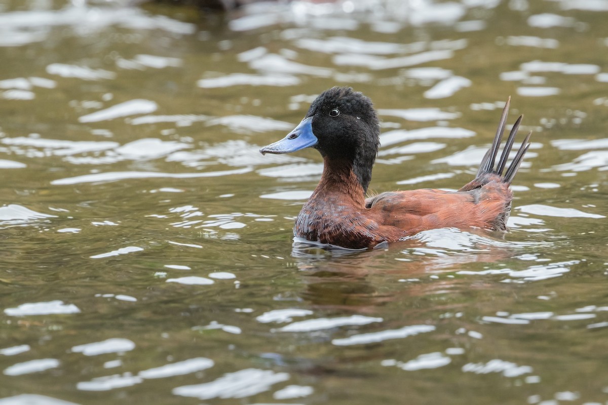 Andean Duck - ML310827511