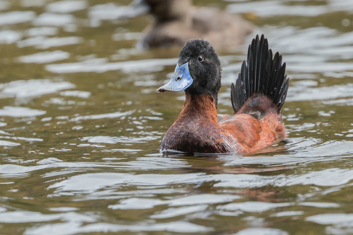 Andean Duck - ML310827661