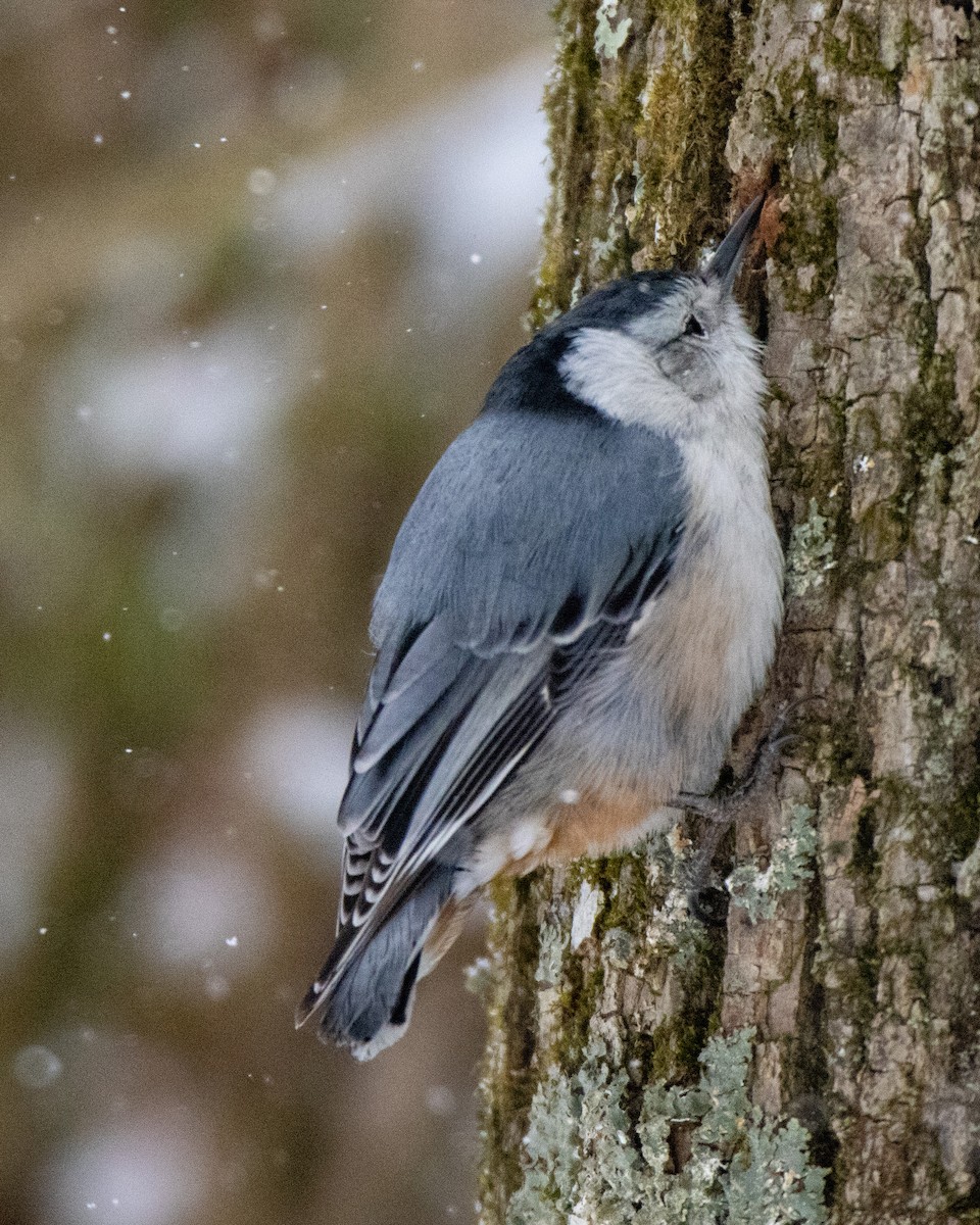 White-breasted Nuthatch - Kelly White