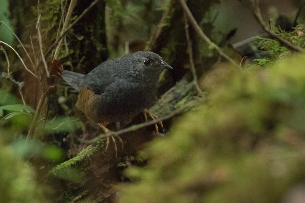 Ochre-flanked Tapaculo - ML310831401