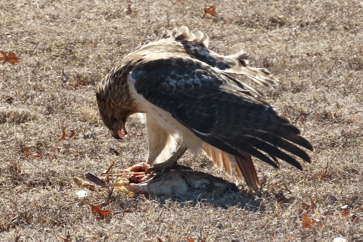 Red-tailed Hawk - ML310835351