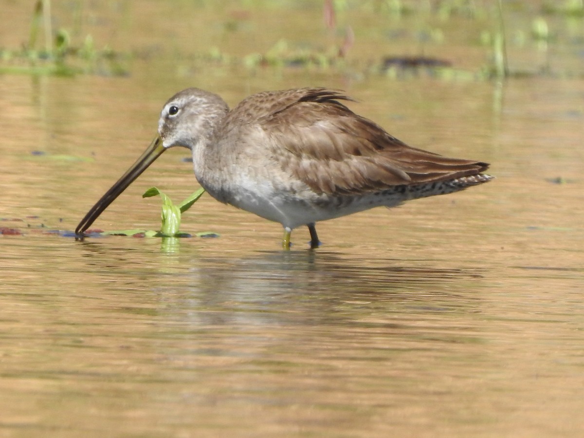 Long-billed Dowitcher - ML310835651
