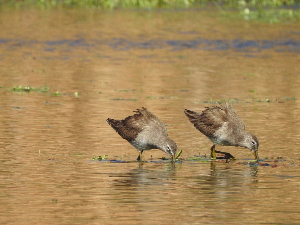 Long-billed Dowitcher - ML310835711