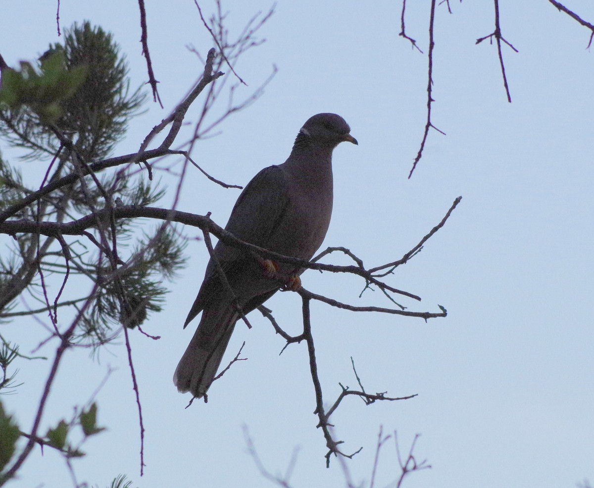 Band-tailed Pigeon - ML31083761