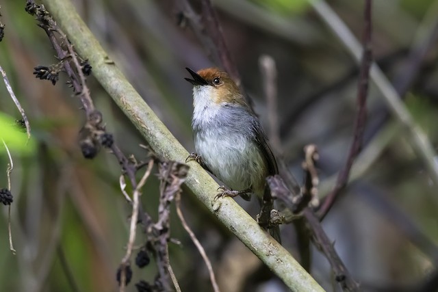 Adult African Tailorbird (subspecies&nbsp;<em class="SciName notranslate">metopias</em>) - African Tailorbird - 