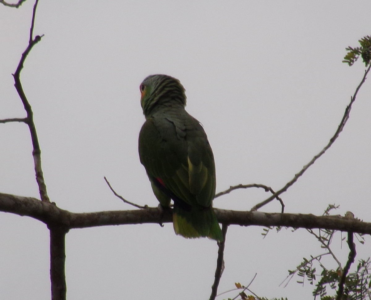 Red-lored Parrot - ML310839811