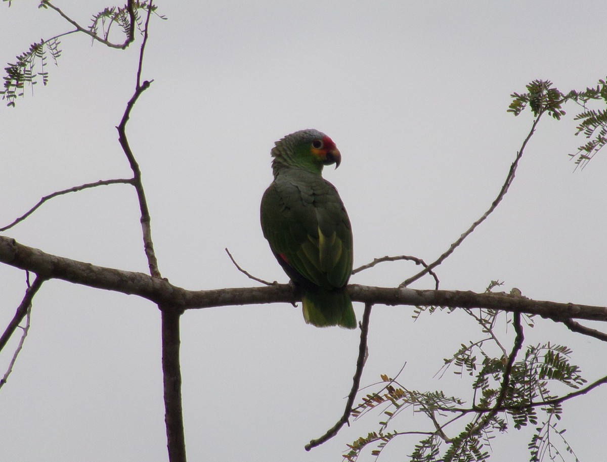 Red-lored Parrot - ML310839841