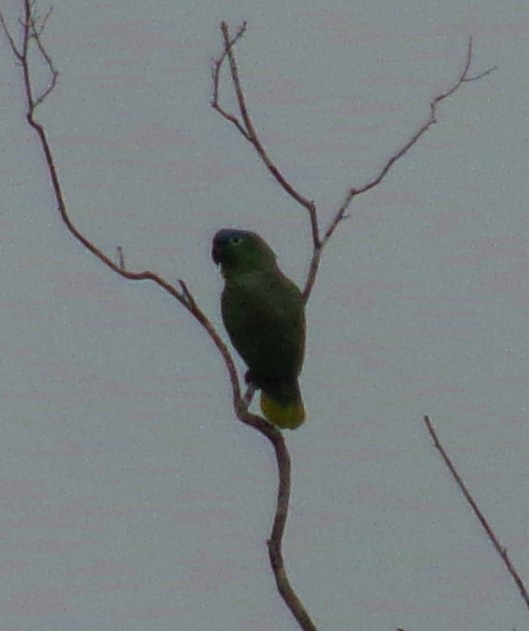 Mealy Parrot - ML310840461