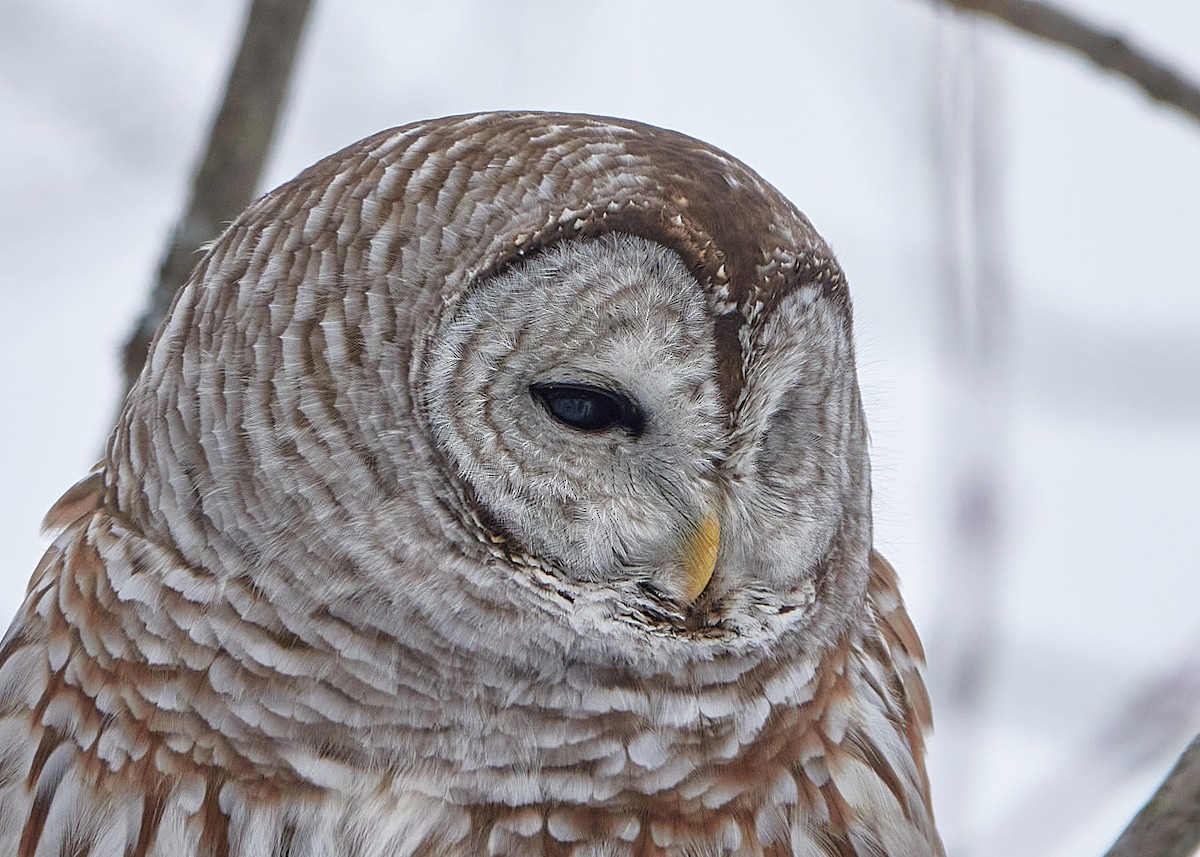Barred Owl - Elodie Roze