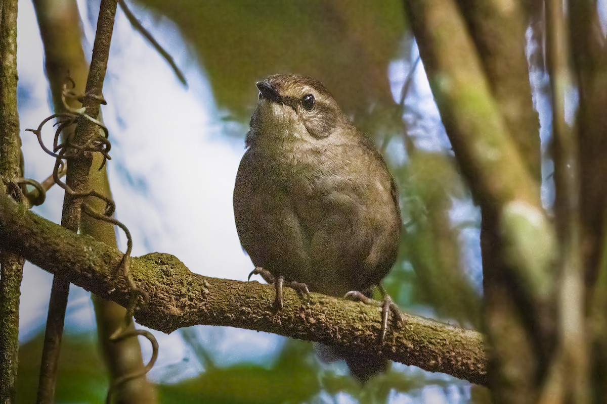 Evergreen-forest Warbler - ML310841251