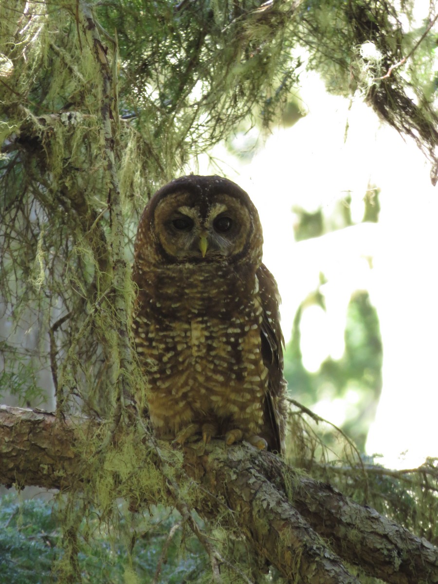 Spotted Owl - ML31084141