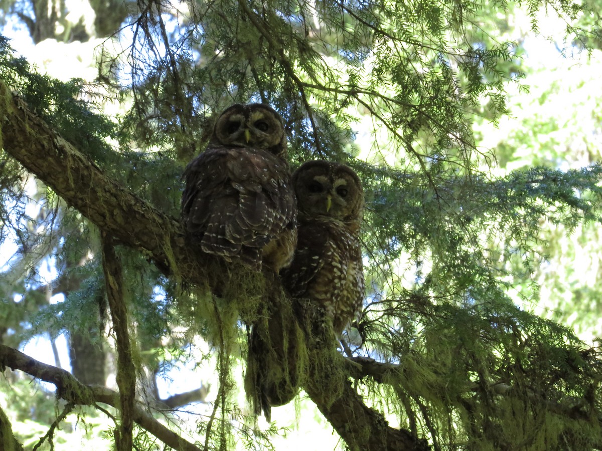 Spotted Owl - Jon Houghton