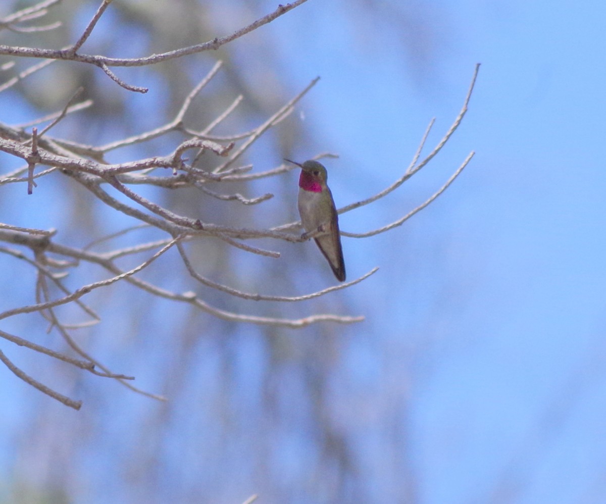 Broad-tailed Hummingbird - ML31084181