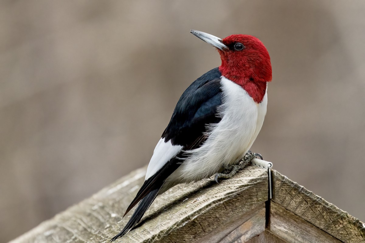Red-headed Woodpecker - ML310842001