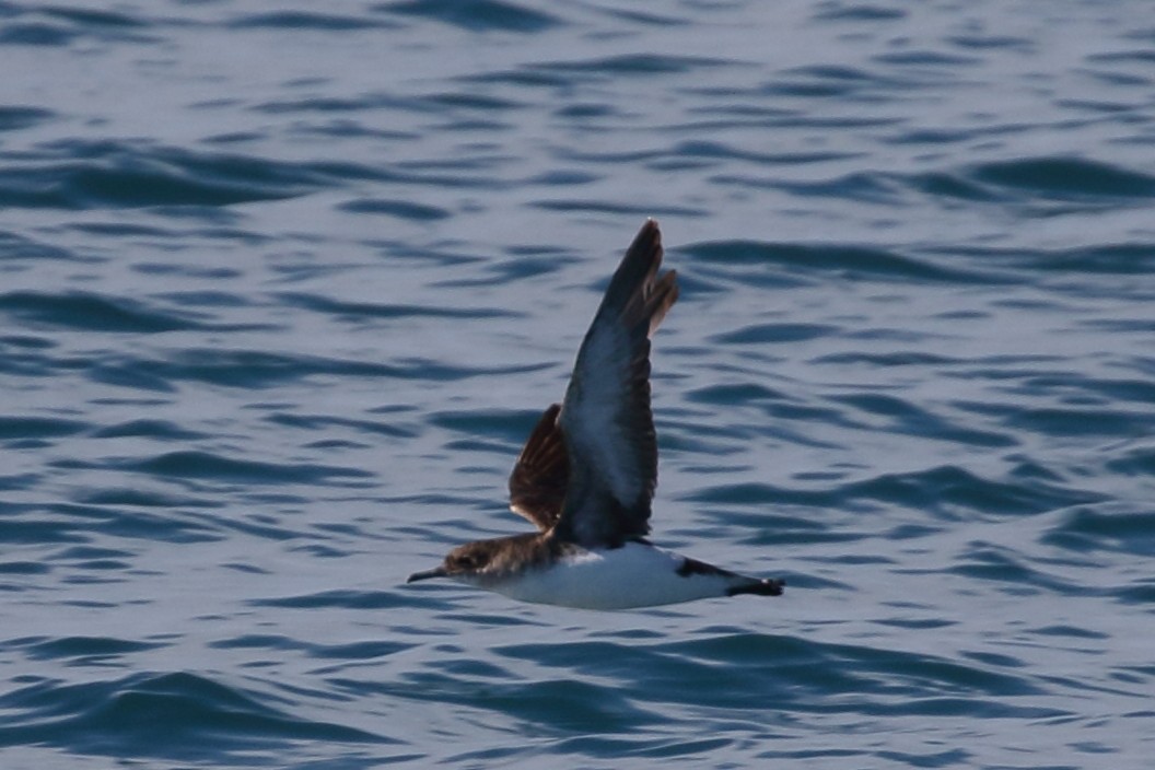 Fluttering Shearwater - Roly Pitts