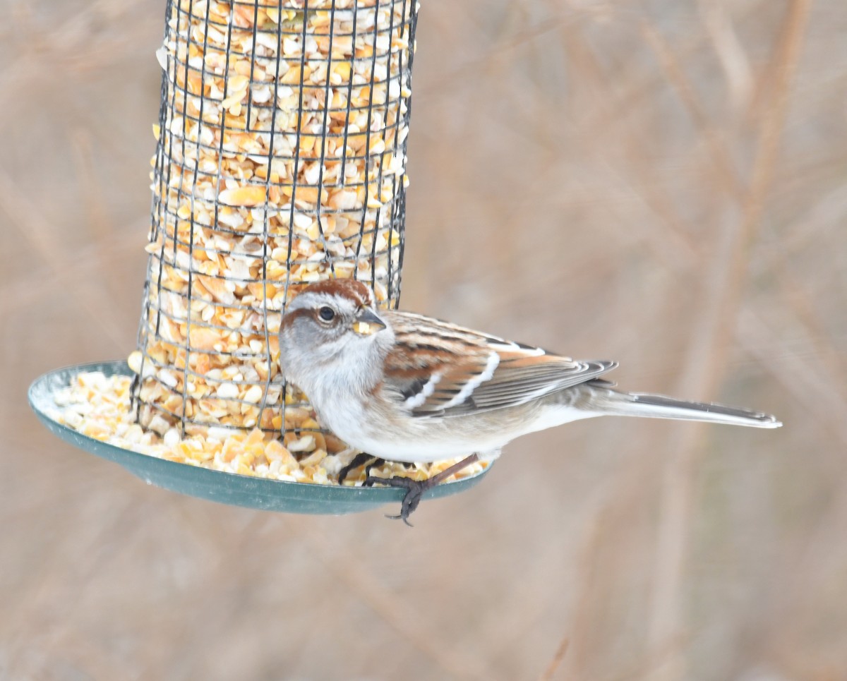 American Tree Sparrow - David Chernack