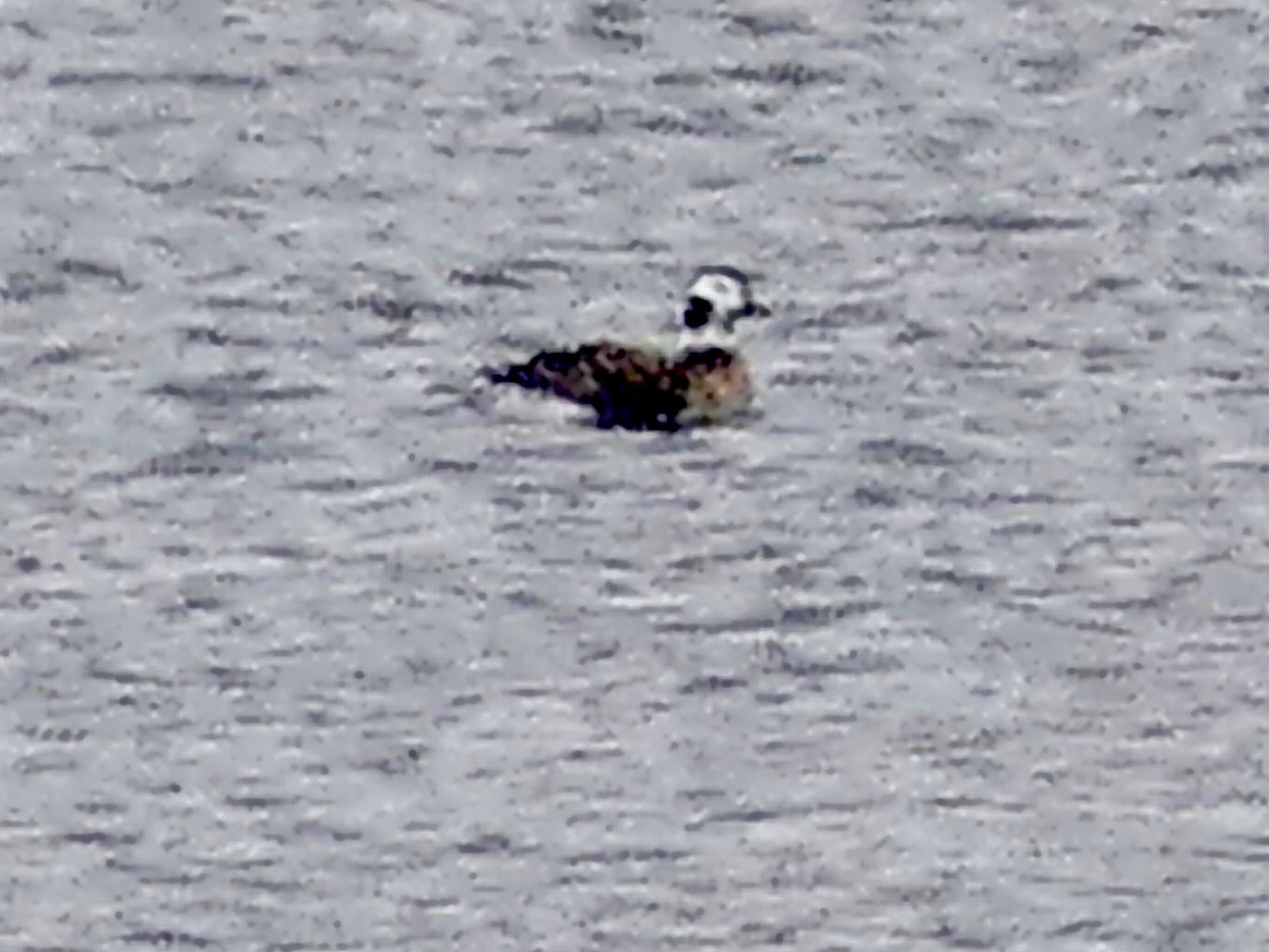 Long-tailed Duck - ML310852551