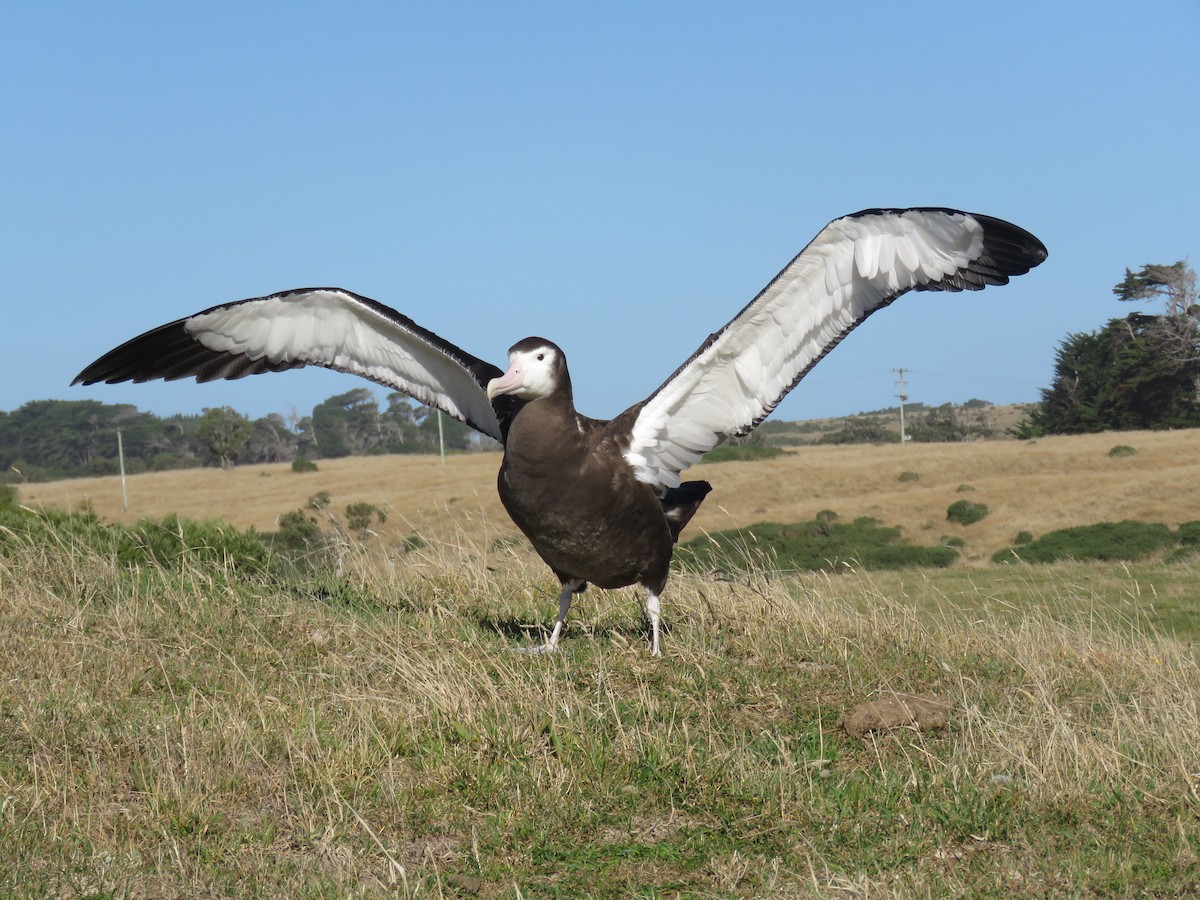 Antipodean Albatross (New Zealand) - ML310856041
