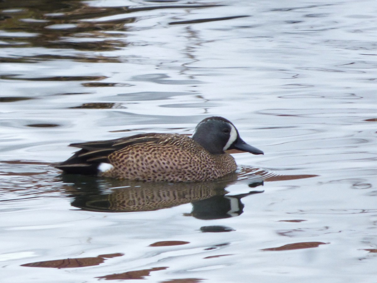 Blue-winged Teal - ML310864531