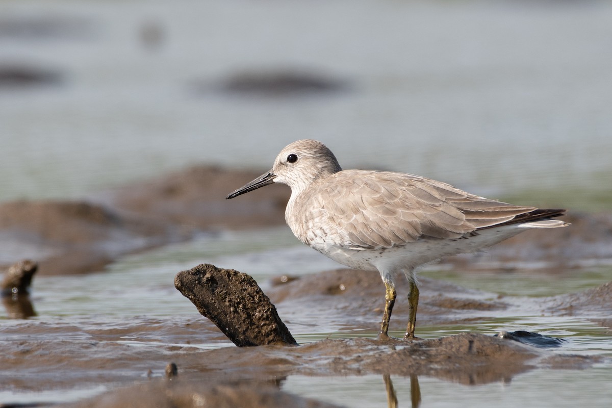 Red Knot - ML310867521