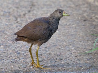  - Pale-vented Bush-hen