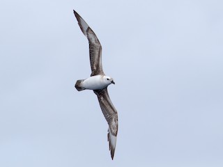  - Kermadec Petrel