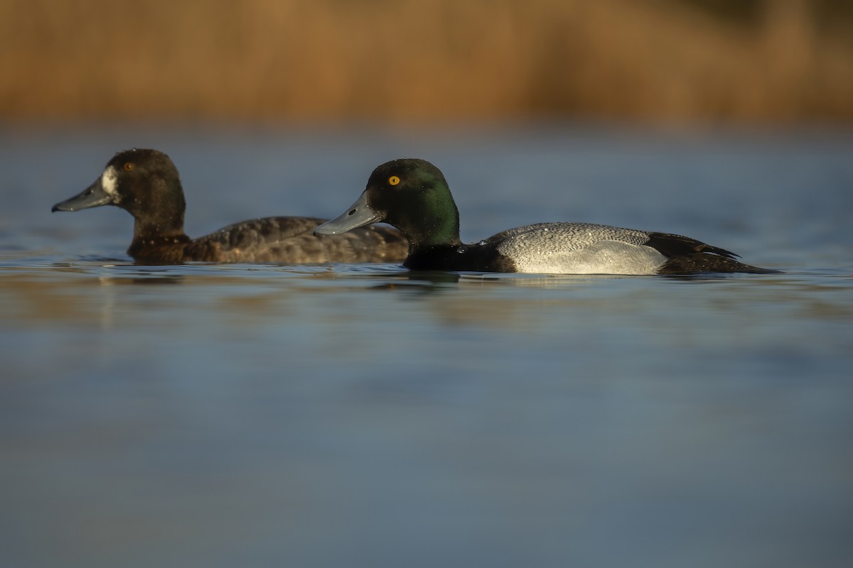 Greater Scaup - Andy Liu