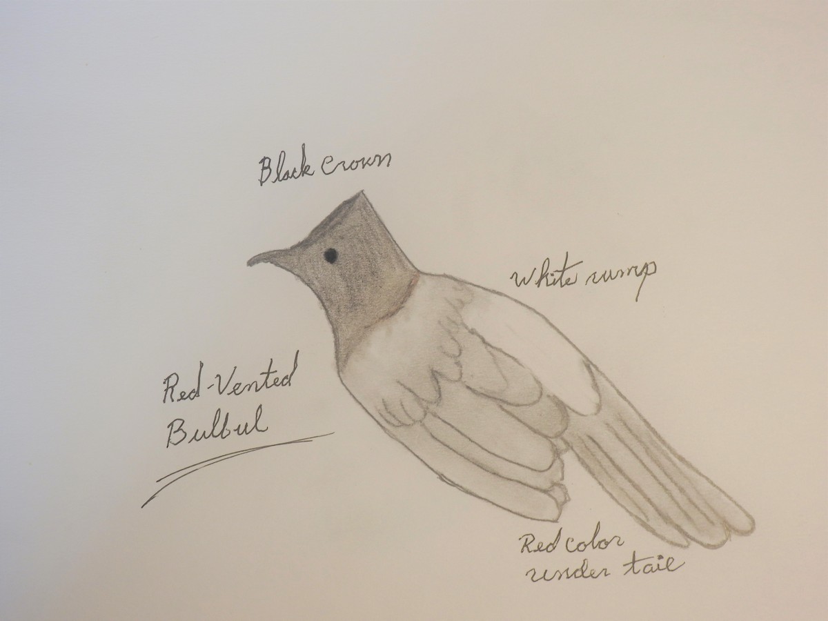 Red-vented Bulbul - Jack Kelly
