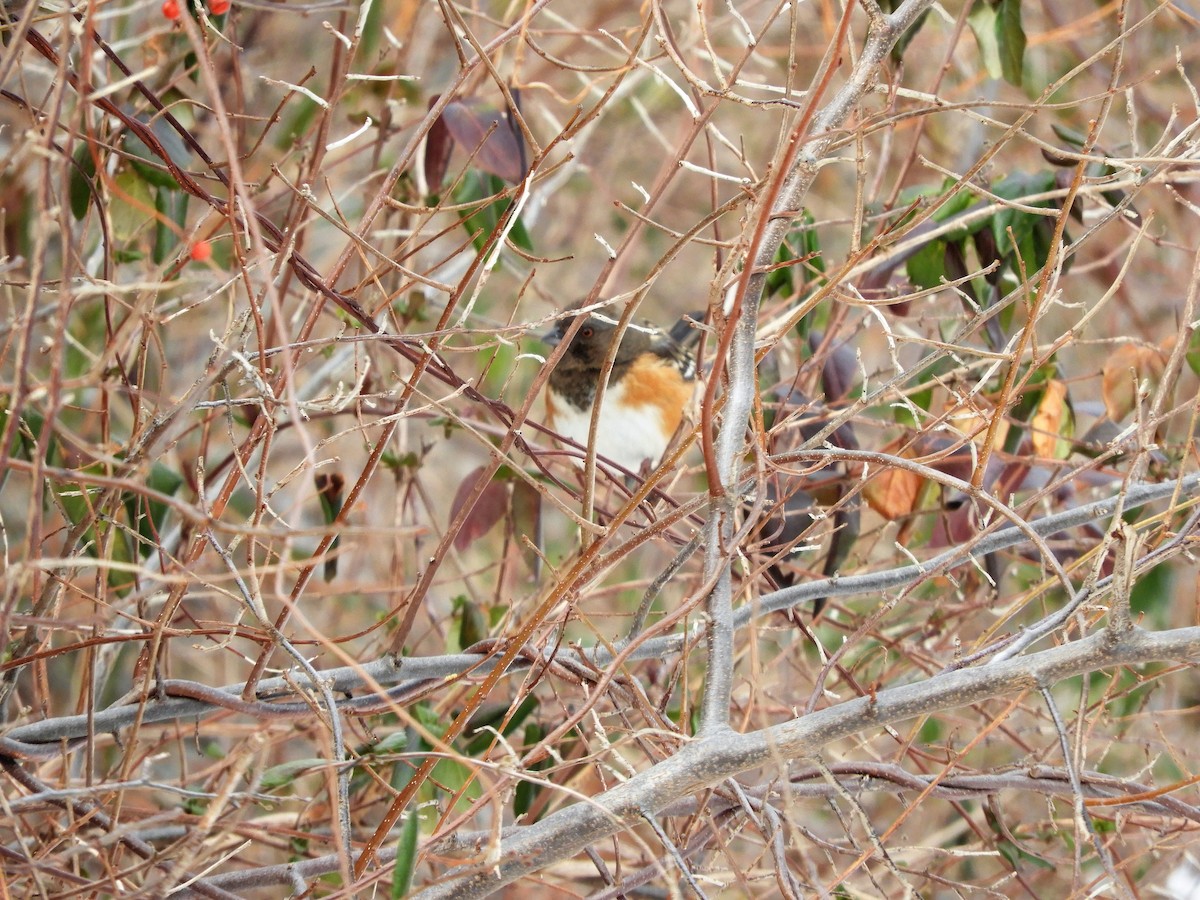 Spotted Towhee - ML310883911