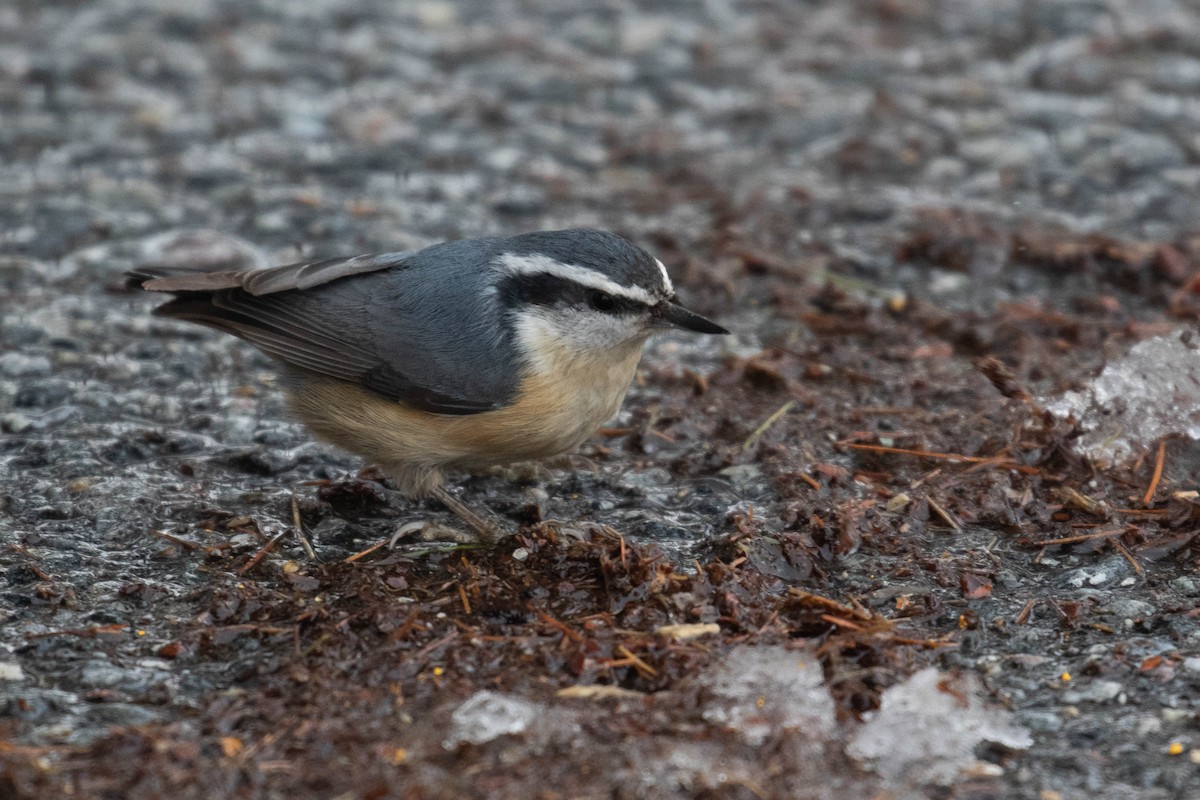 Red-breasted Nuthatch - ML310888191