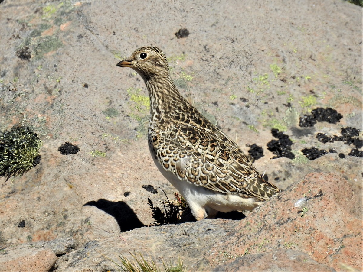 Gray-breasted Seedsnipe - ML310889531