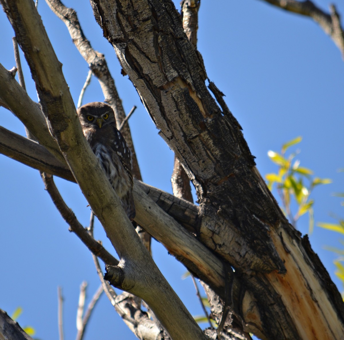 Austral Pygmy-Owl - ML310889921