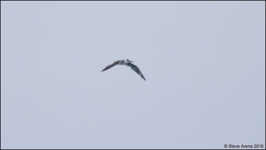 Bridled Tern - Anonymous