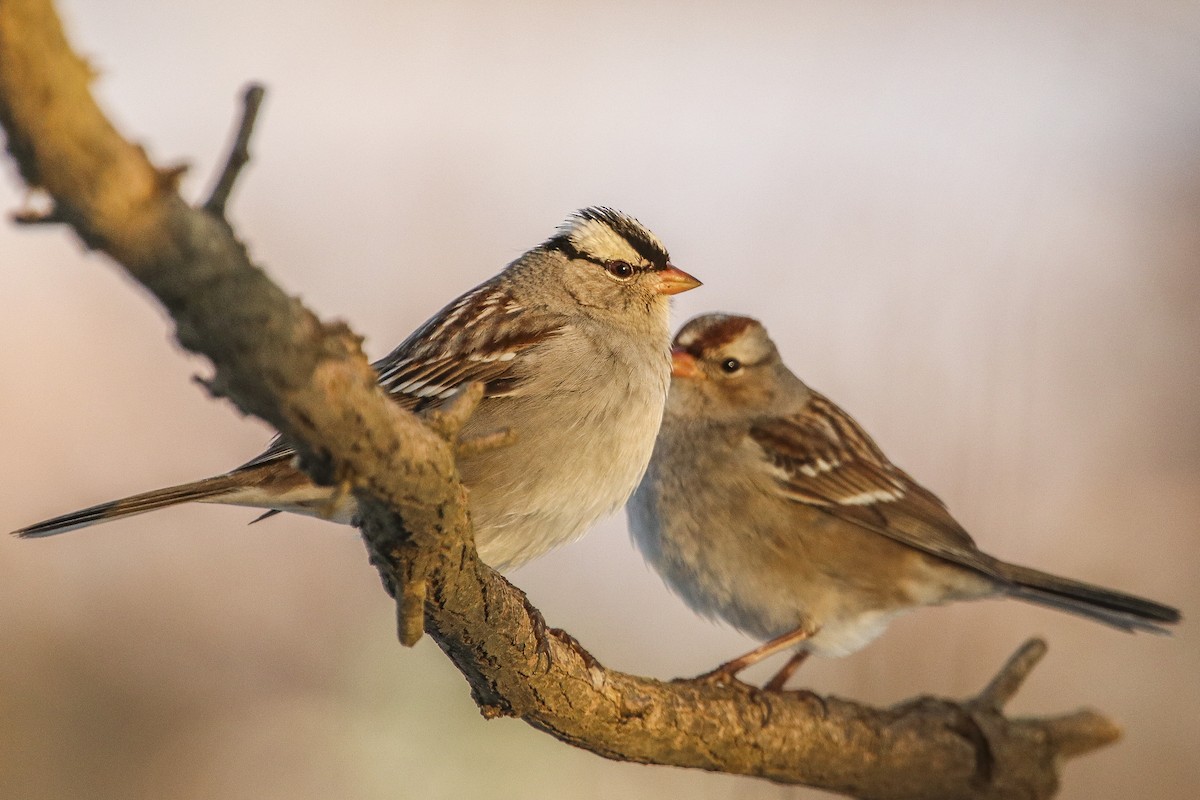 White-crowned Sparrow - ML310896711