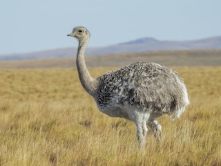  - Lesser Rhea (Darwin's)