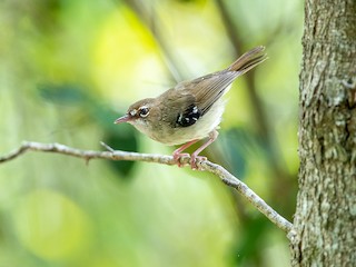  - Tropical Scrubwren