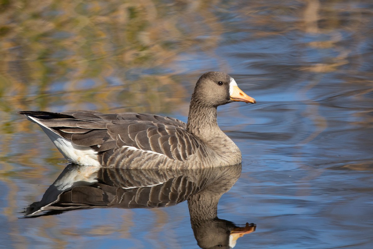 Greater White-fronted Goose - ML310908021
