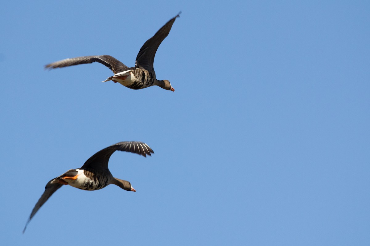 Greater White-fronted Goose - ML310908481