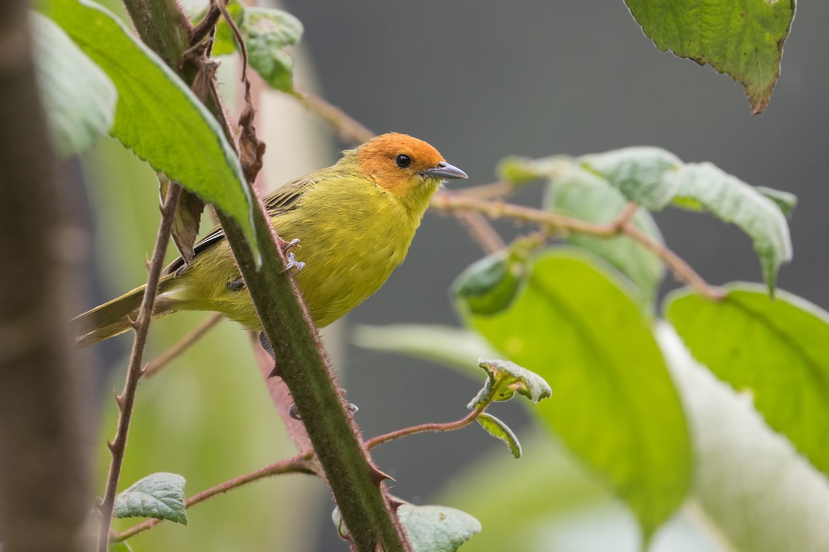 Rust-and-yellow Tanager - ML310908691