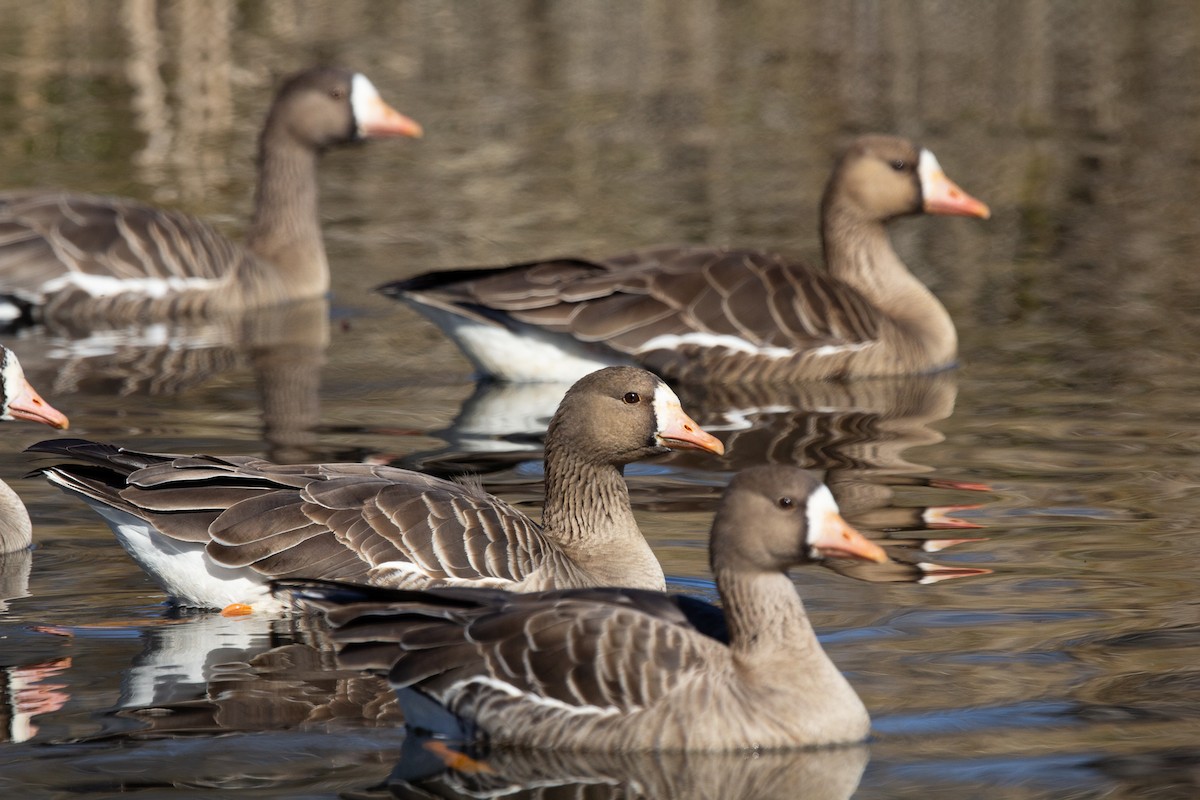 Greater White-fronted Goose - ML310908801