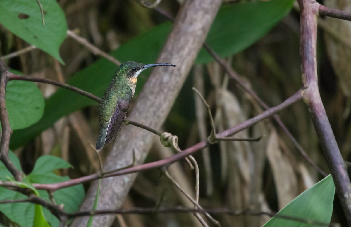 Pale-tailed Barbthroat - ML310908811