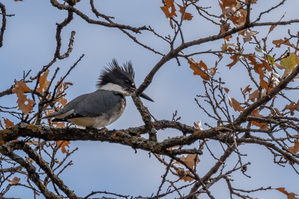 Belted Kingfisher - ML310911161